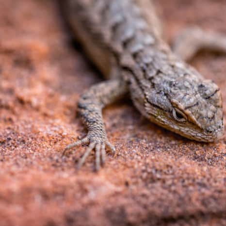 Nature and Wildlife in Utah — Wildlife Watching | Visit Utah